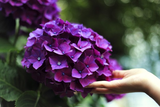 Purple hydrangea flower with touching hand